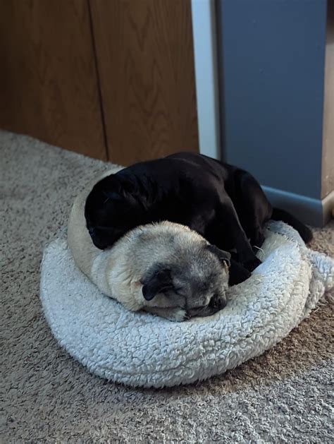 Pug pile 🐶 : r/pug