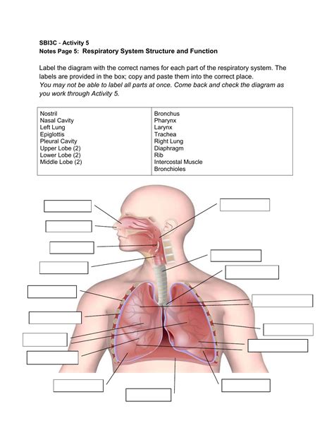 Respiratory System Diagram Labeled With Functions