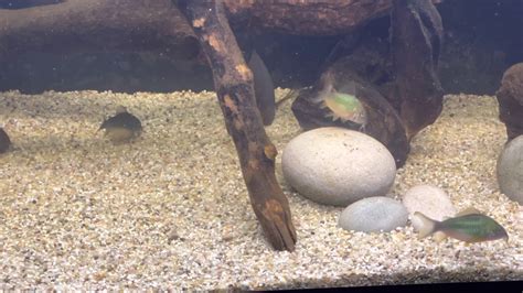 Emerald Green Corydoras YouTube