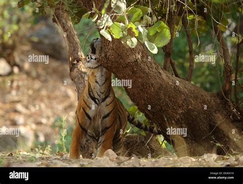 A royal bengal tiger marking territory in Ranthambhore National Park of ...