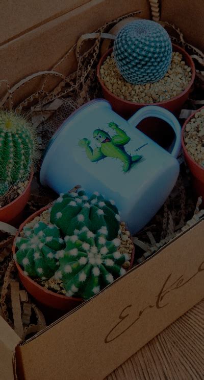 Taxonom A Origen Del Cactus Y Su Distribuci N En El Mundo