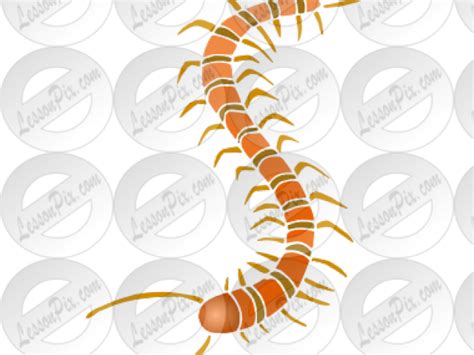 Download Centipede Clipart Arthropod Insect Png Download Png