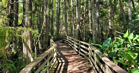 Corkscrew Swamp Sanctuary: How To See The Super Ghost Orchid