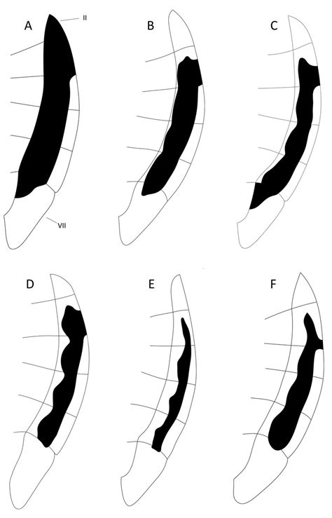 Illustrations Of The Pilosity On The Ventral Paratergites In Six