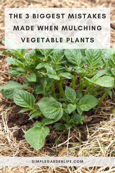 The 3 Biggest Mistakes Made When Mulching Vegetable Plants And How To Avoid Them Artofit