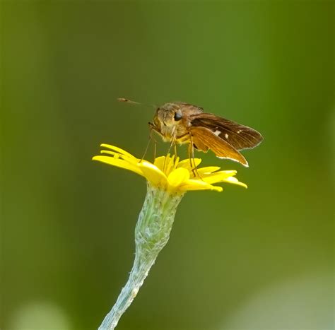 Ocola Skipper From Orange County Fl Usa On October At