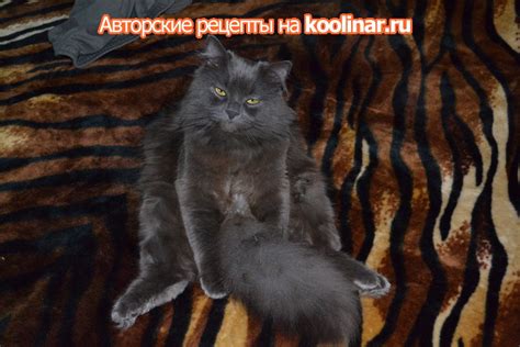 Яичный ликер адвокат - пошаговый рецепт с фото (69009 просмотров)