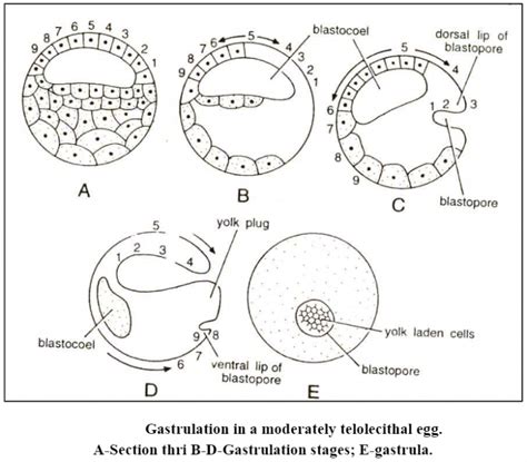 Gastrulation Definition Types And Process Of Gastrulation In Egg