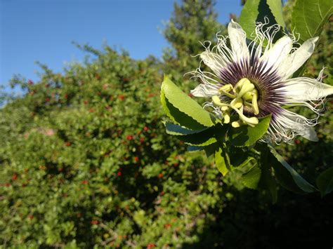 Fotos Gratis Rbol Naturaleza Hoja Produce Macro Nica