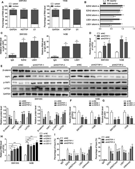 Hottip Recruited Ezh1 And Lsd1 To Lats2 Promoter Enhanced Promoter