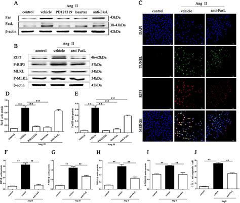 Inhibition Of AT1R And AT2R Mitigates The Expression Of Fas FasL