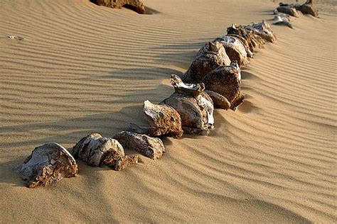 Fossil Whale Skeleton Wadi El Hitan Egypt Egypt Ancient Times Wadi