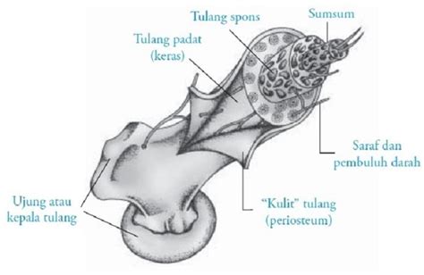 Jenis Tulang Pipa Meteor