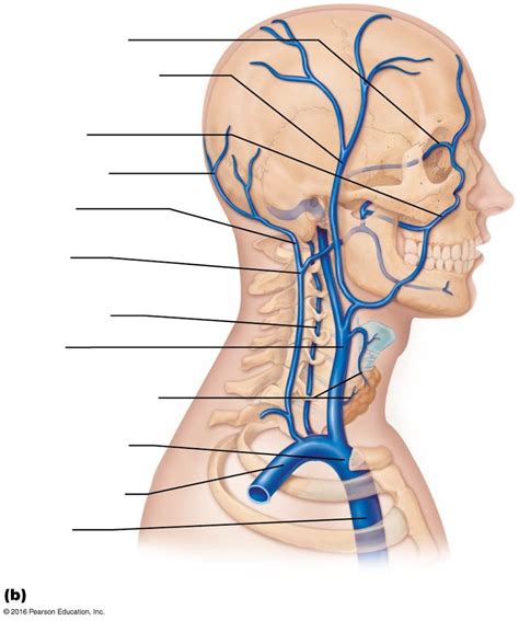 Veins Of The Head And Neck Of Diagram Quizlet