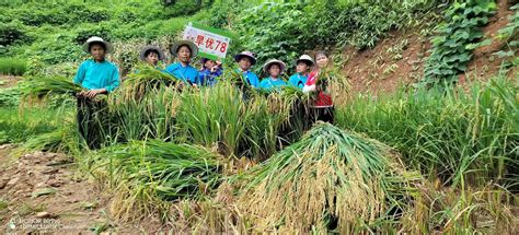 节水抗旱稻在河池成功试种 为农民稳粮增收另辟新径河池广西壮族自治区农业农村厅