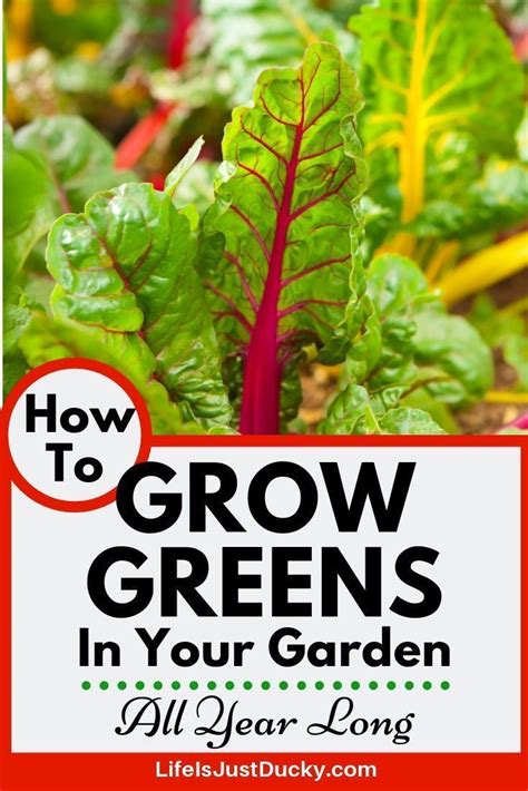 How To Grow Greens Year Round