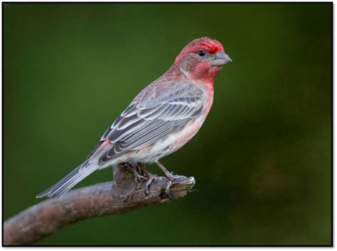 House Finches – A Beautiful Introduction