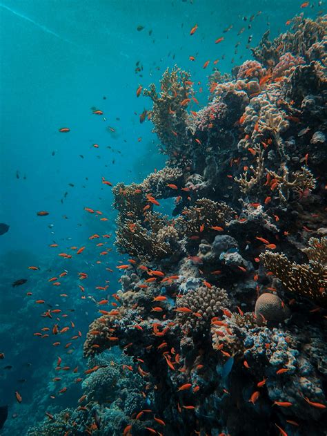 Underwater Photography of Coral Reefs · Free Stock Photo