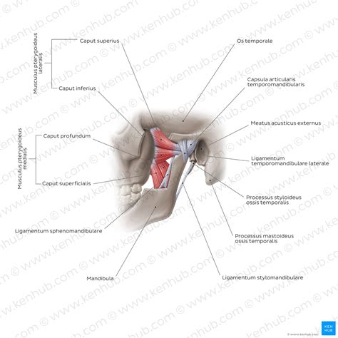 Kiefergelenk Aufbau Kaumuskeln Mechanik Und Luxation Kenhub