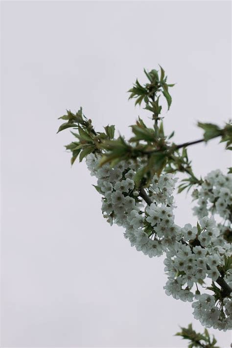 Cherry Blossom Branch with White Flowers · Free Stock Photo