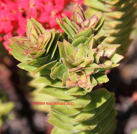 Plantfiles Pictures Crassula Species Crassula Hirtipes By Kell