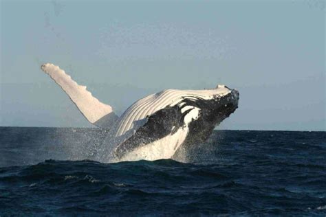 whale, Whales, Fish, Underwater, Ocean, Sea, Sealife