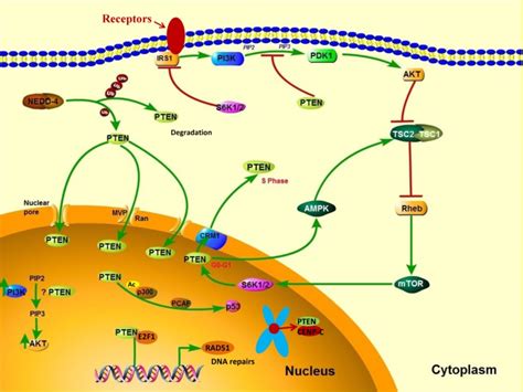 The Pten Tumor Suppressor Gene And Its Role In Lymphoma Pathogenesis