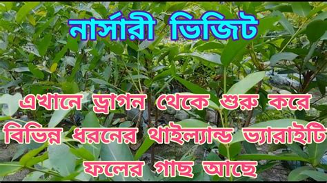 Plant Nursery Visit IN Kriparampur Near Amtala This Is The Newly Open