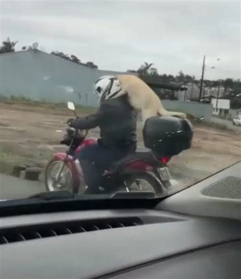 Cachorro Flagrado Passeando Na Garupa De Motocicleta Em Joinville