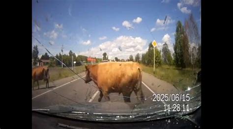 Krockar med kor som har sex på vägen