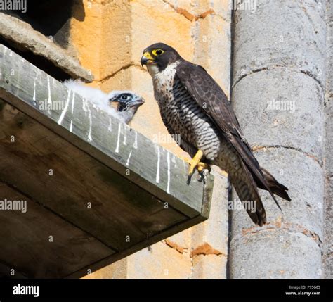 Peregrine falcon nest hi-res stock photography and images - Alamy