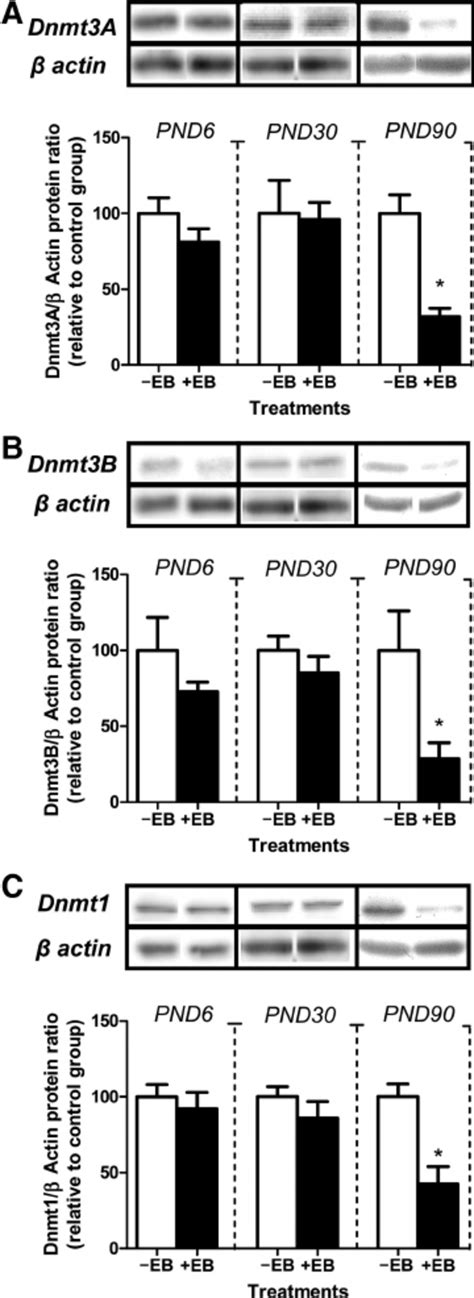 Effects Of Transfection Of Mir On Dnmt Protein Levels In Germ Cells