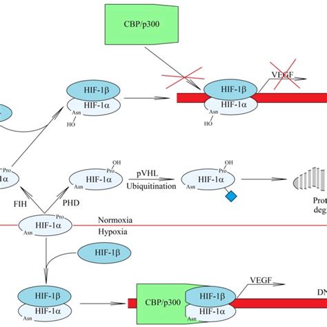 HIF 1 activation mechanism in hypoxia In normoxia HIF 1α is