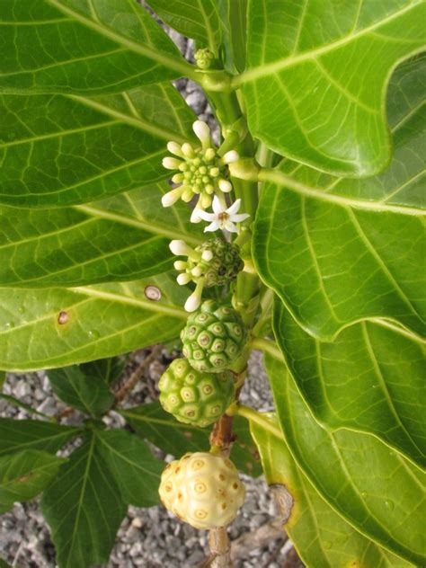 Polynesian Produce Stand TAHITIAN NONI Green Form Morinda