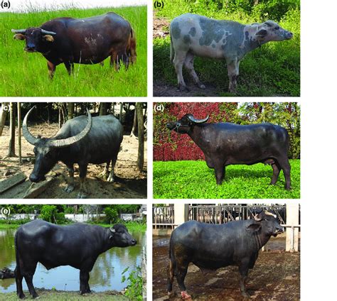 Morphological variation in Asian water buffalo breeds. (a) Shanghai ...