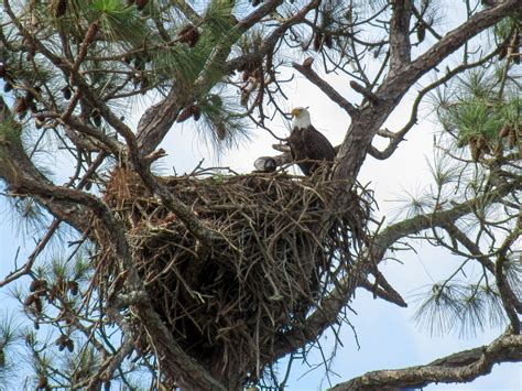 Active Bald Eagle Nest | FWS.gov