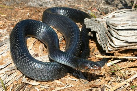 Eastern Indigo Snake Florida Snake ID Guide