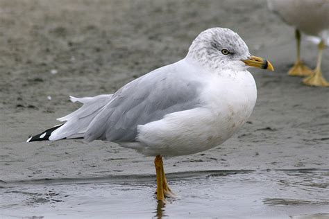 Ring-billed Gull | What bird is this