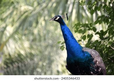 Adult Indian Peafowl Male Pavo Cristatus Stock Photo