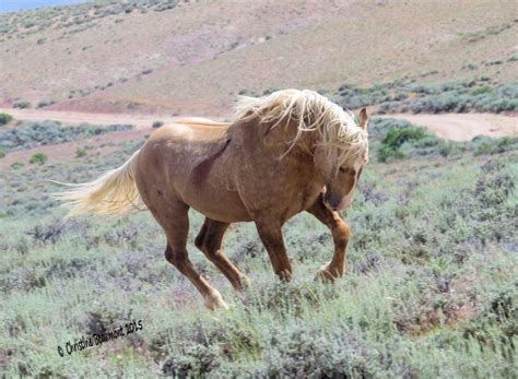 Pin on Mustangs/wild horses | Wild horses, Horses, Beautiful horses