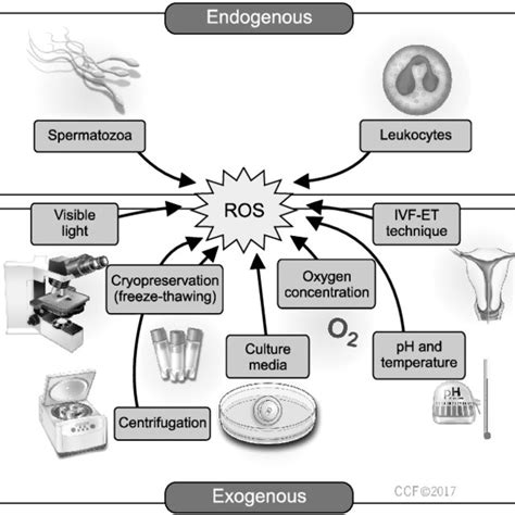 Sources Of Reactive Oxygen Species ROS In The Assisted Reproduction