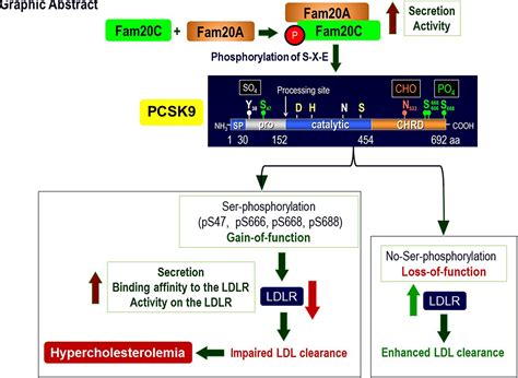 Ser Phosphorylation Of PCSK9 Proprotein Convertase Subtilisin Kexin 9