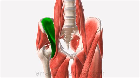 Popliteus Origin Insertion Action 3d Model Anatomyzone Images