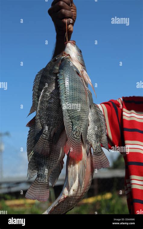 Tilapia Species Immagini E Fotografie Stock Ad Alta Risoluzione Alamy