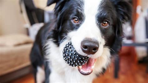 The 25 Best Dog Toys of the Year in Every Category and for Every Pup