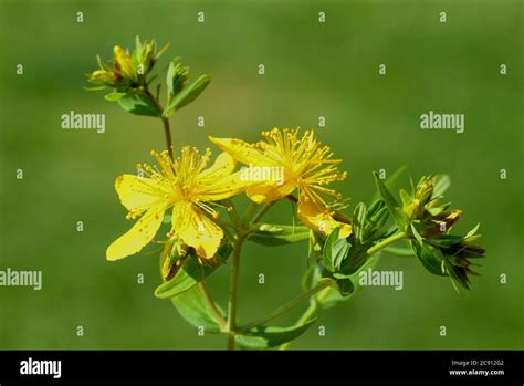 Hierba de San Juan Hypericum perforatum también verdad hierba de San