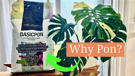 Why I Use Lechuza Pon For My Houseplants Youtube