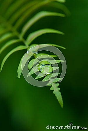 Exotic Ferns Royalty Free Stock Photos - Image: 5071108