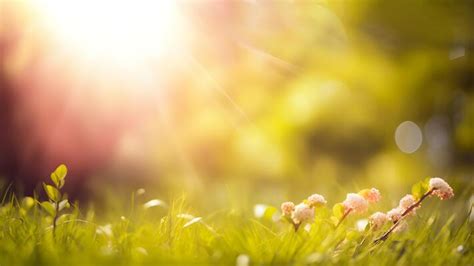 Spring Nature Background Stock Photos, Images and Backgrounds for Free ...