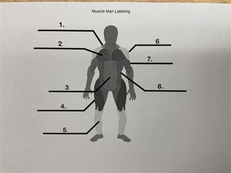 Muscular System Flashcards Quizlet